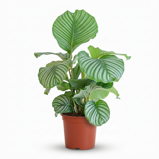 Pauwenplant - Calathea Orbifolia - Ø21cm - ↕60-70cm