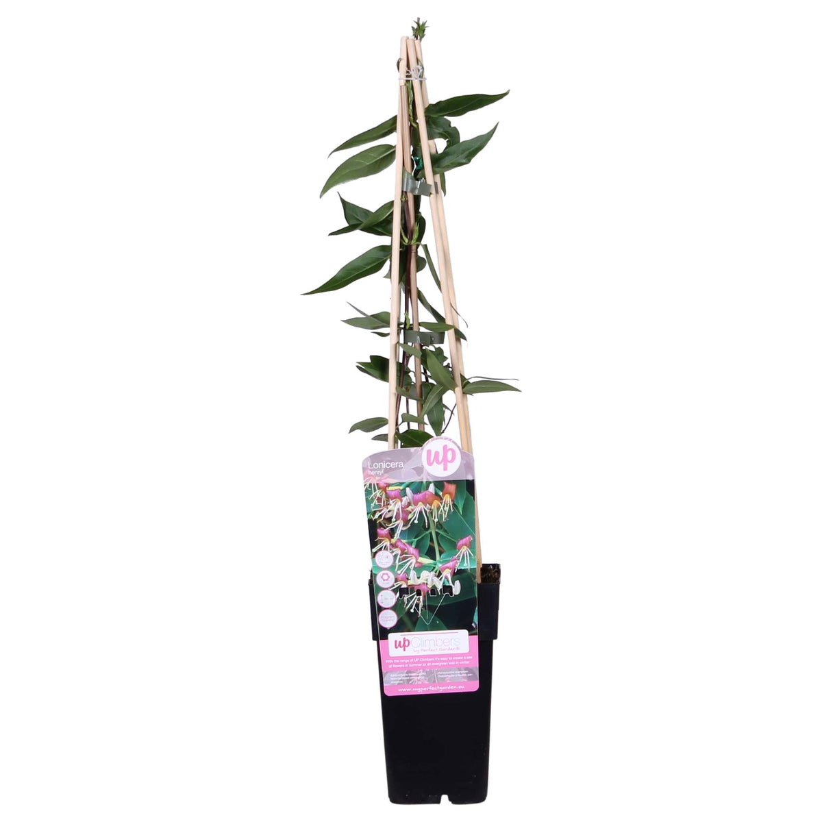 Kamperfoelie - Lonicera henryi - Ø15cm - ↕65cm
