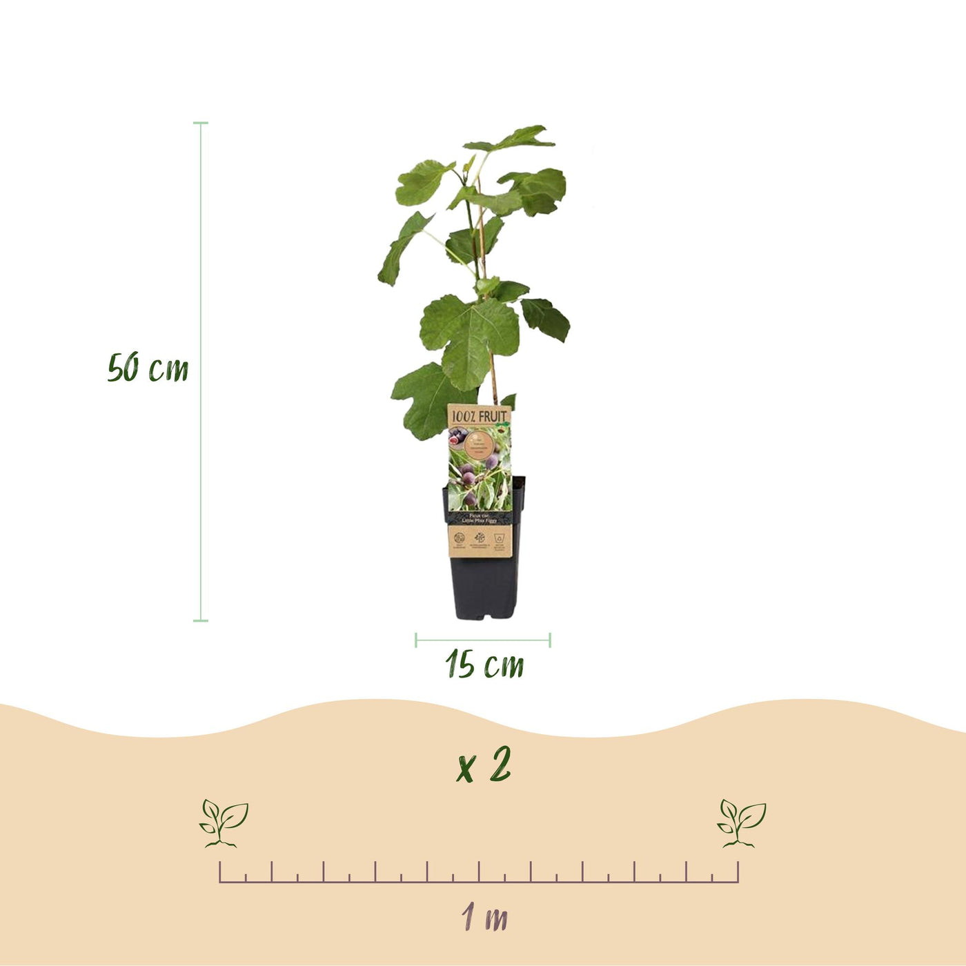 2x Vijgenboom - Ficus carica Little miss Figgy - Ø15cm - ↕50cm