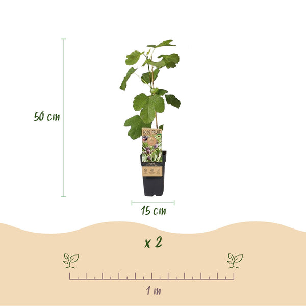 2x Vijgenboom - Ficus carica Little miss Figgy - Ø15cm - ↕50cm