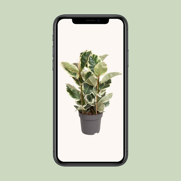 Rubberboom - Ficus elastica Tineke - Ø27cm - ↕100cm