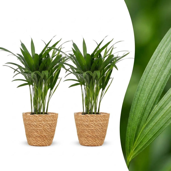 2x Arecapalm - Areca Lutescens - incl. mand - Ø12cm - ↕45cm
