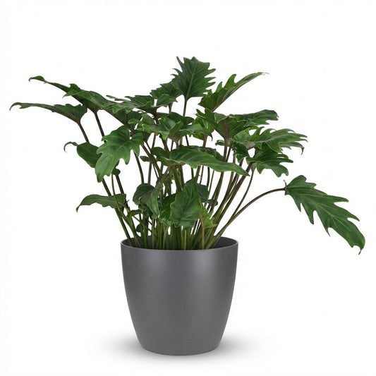 Philodendron Xanadu - Ø19cm - ↕60cm