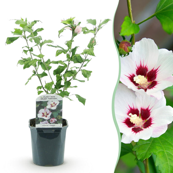 Hibiscus - Hibiscus syriacus 'Hamabo' - lichtroze - Ø17cm - ↕45cm