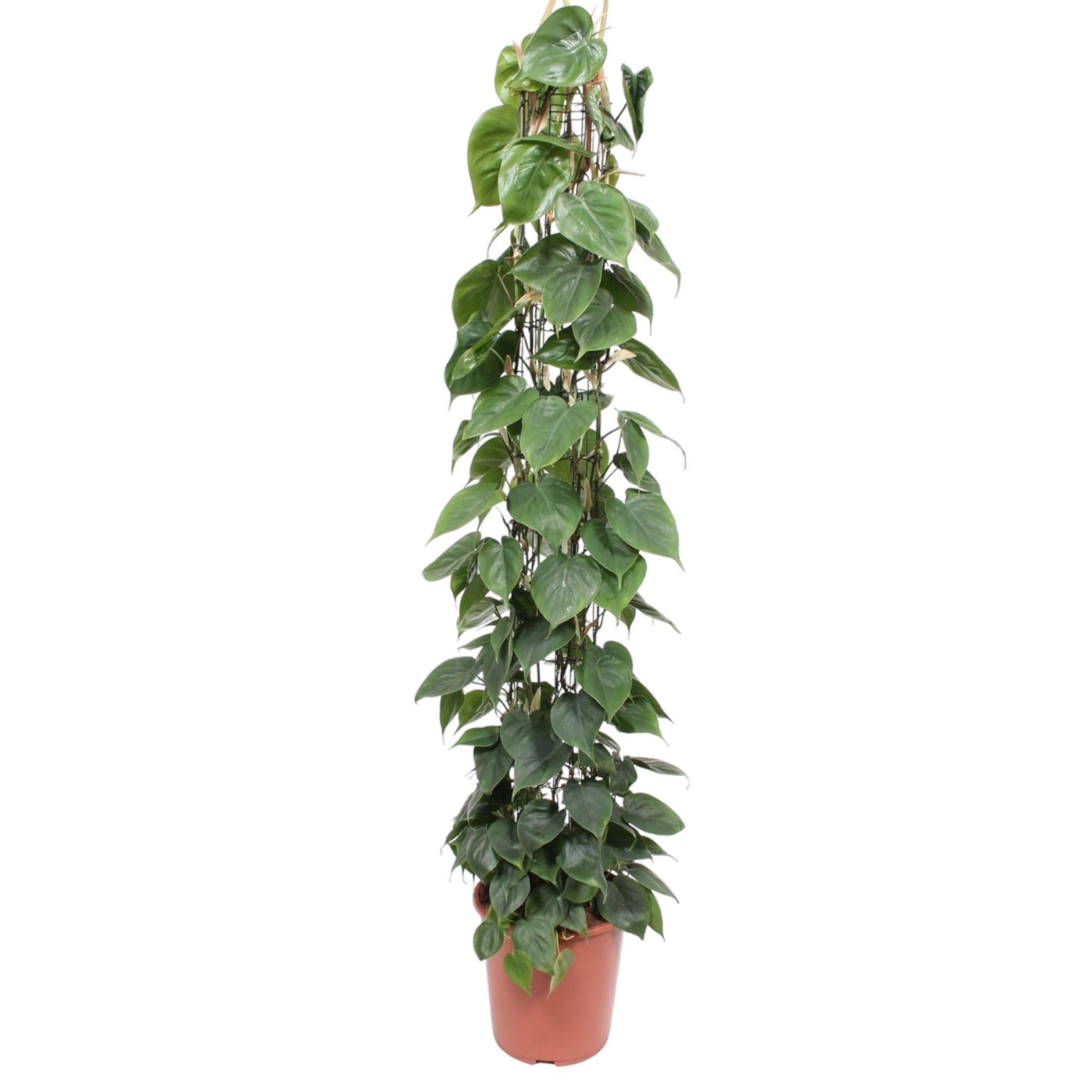 Philodendron Scandens gaasrek - Ø27cm - ↕160cm