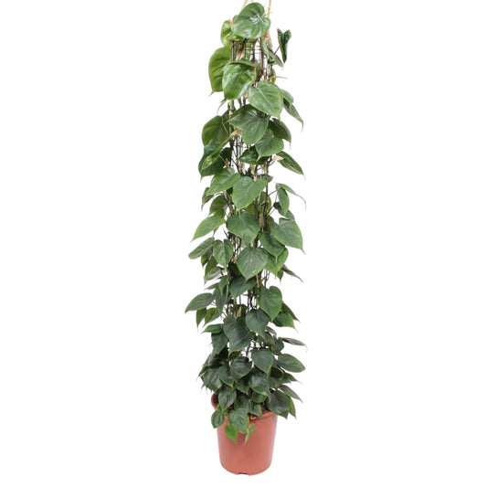 Philodendron Scandens gaasrek - Ø27cm - ↕160cm
