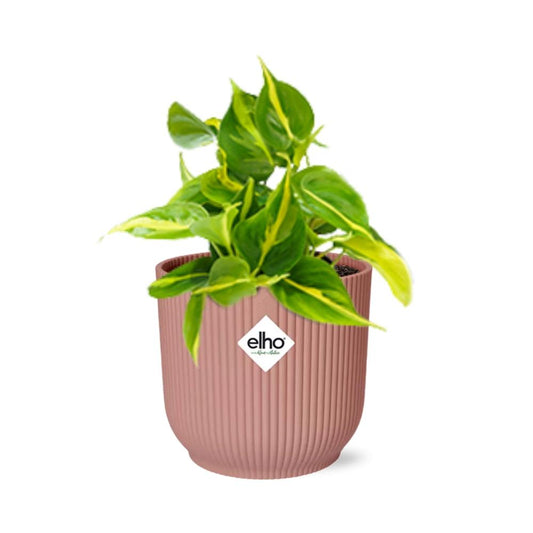 Philodendron Scandens ‘Brasil’ - incl. Elho Vibes Fold Roze - ↕14cm
