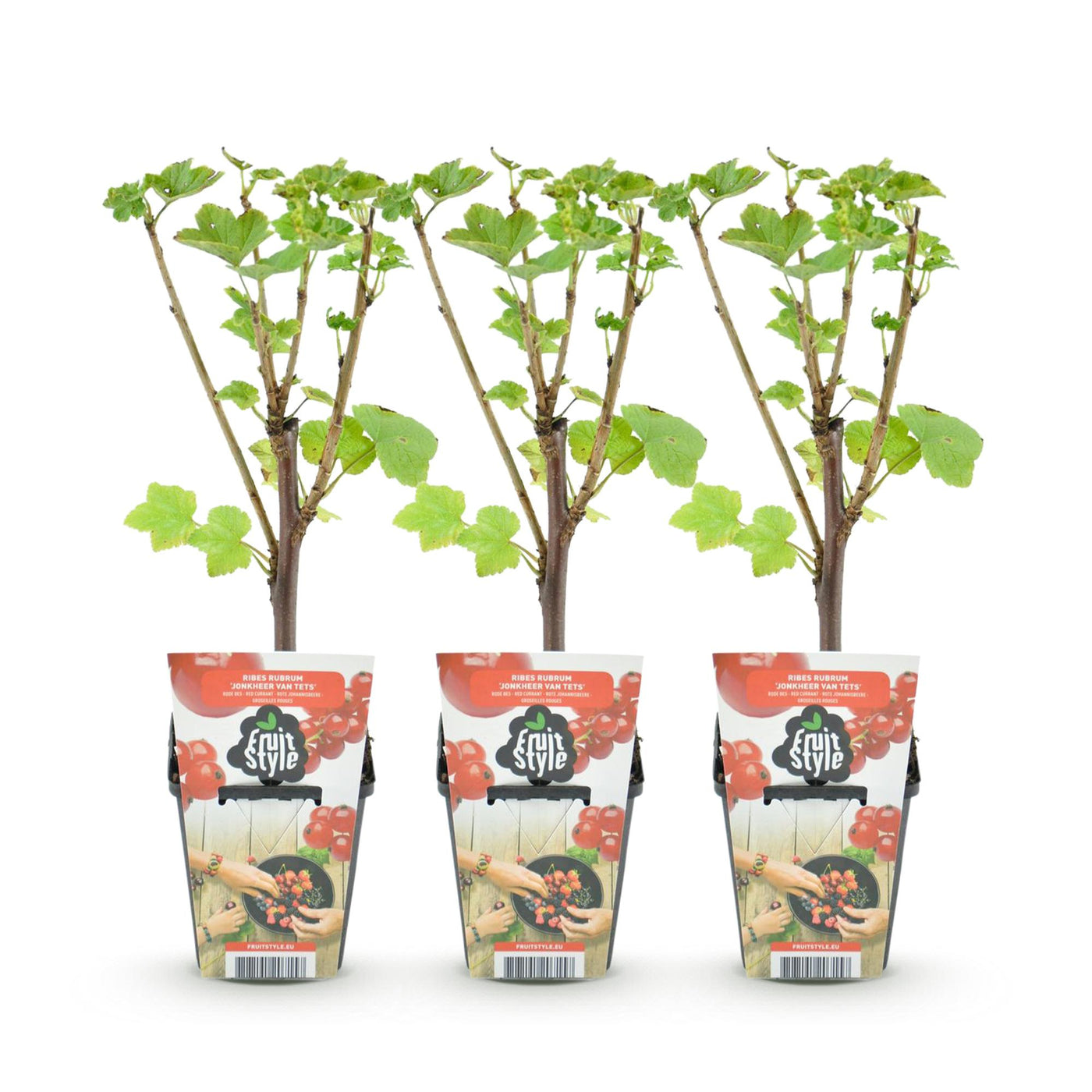 Rode bes - Ribes rubrum Jonkheer van Tets - Ø9cm