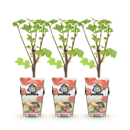 Rode bes - Ribes rubrum Jonkheer van Tets - Ø9cm