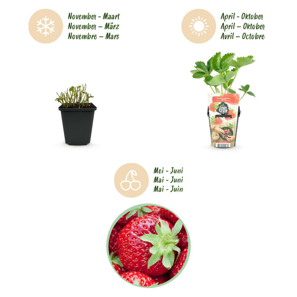 Aardbei - Fragaria Maxim - Ø9cm