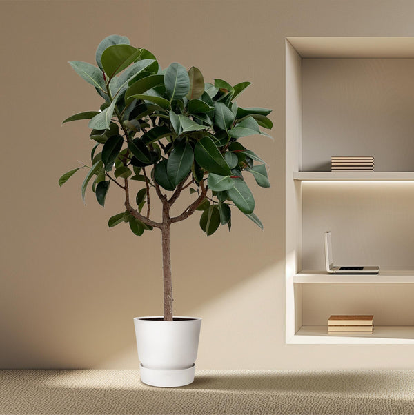 Rubberboom - Ficus elastica Robusta - Ø35cm - ↕190cm