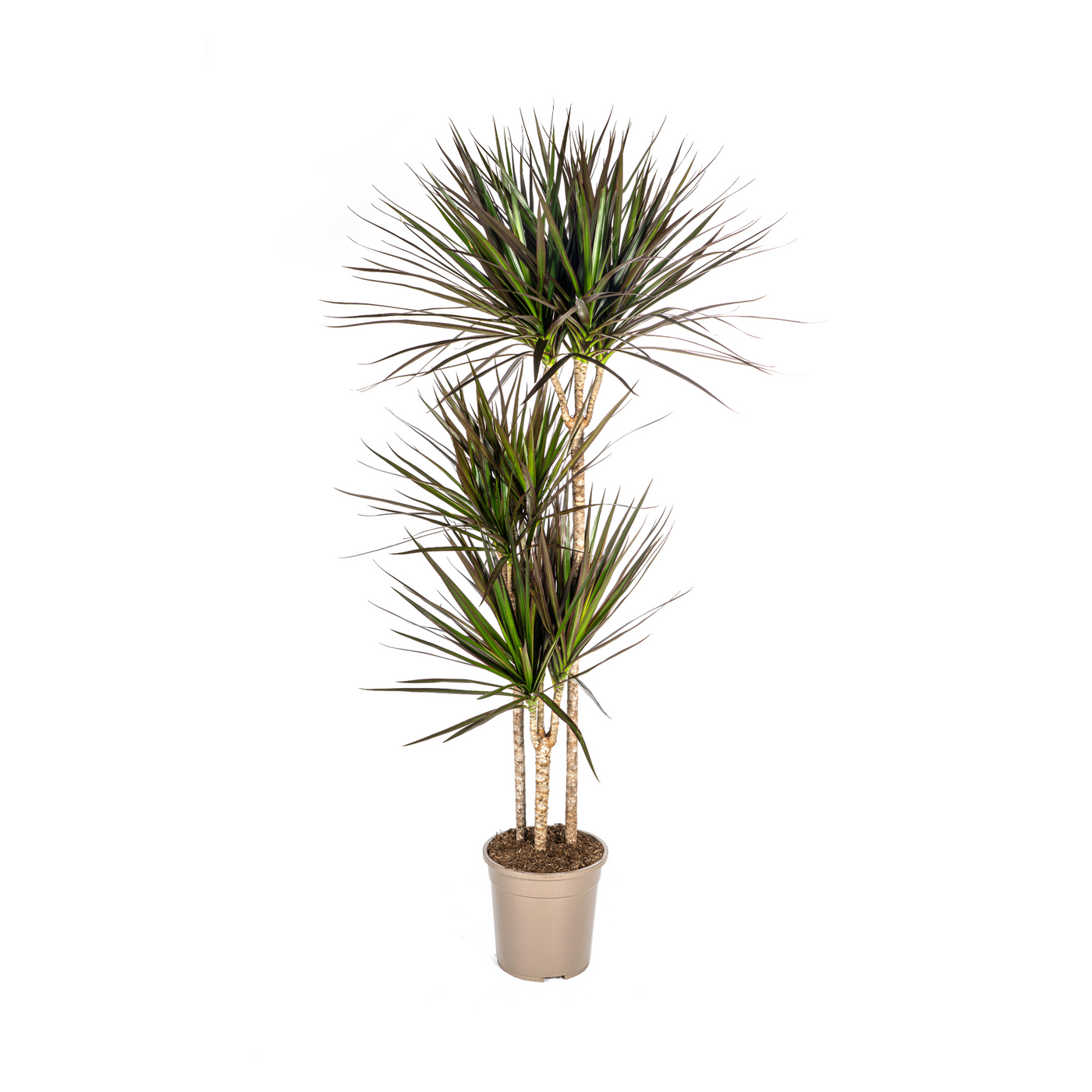 Drakenbloedboom - Dracaena marginata 'Magenta' - Ø24cm - ↕140cm