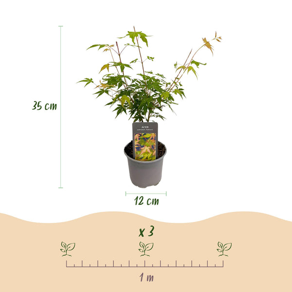 Japanse Esdoorn - Acer palmatum Katsura - Oranje - Ø12cm - ↕35cm