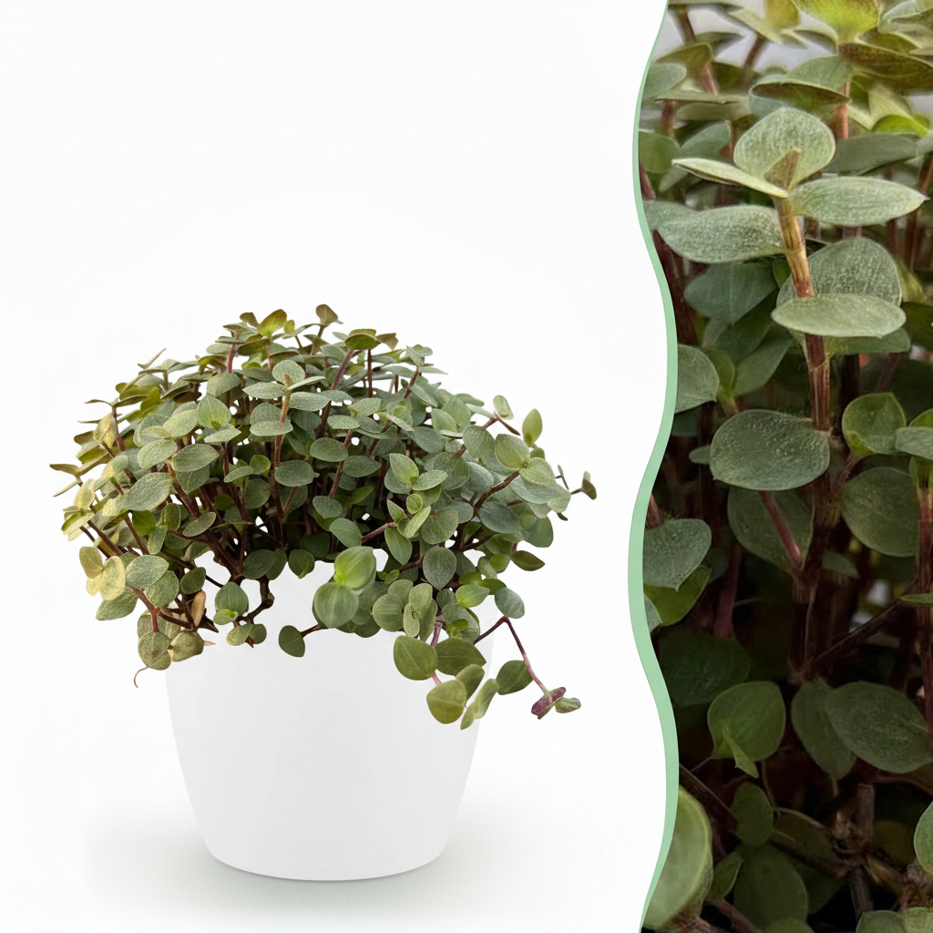 Kruipplantje - Callisia repens - incl. sierpot wit - Ø12cm - ↕18cm