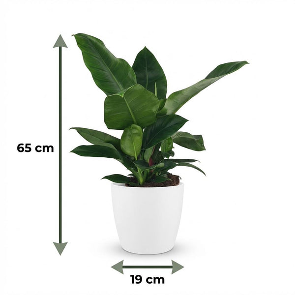 Philodendron Imperial Green - Ø19cm - ↕65cm