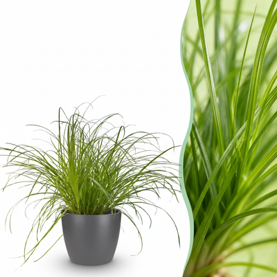 Kattengras - Cyperus alternifolius 'Zumula' - incl. sierpot grijs - Ø12cm - ↕20cm