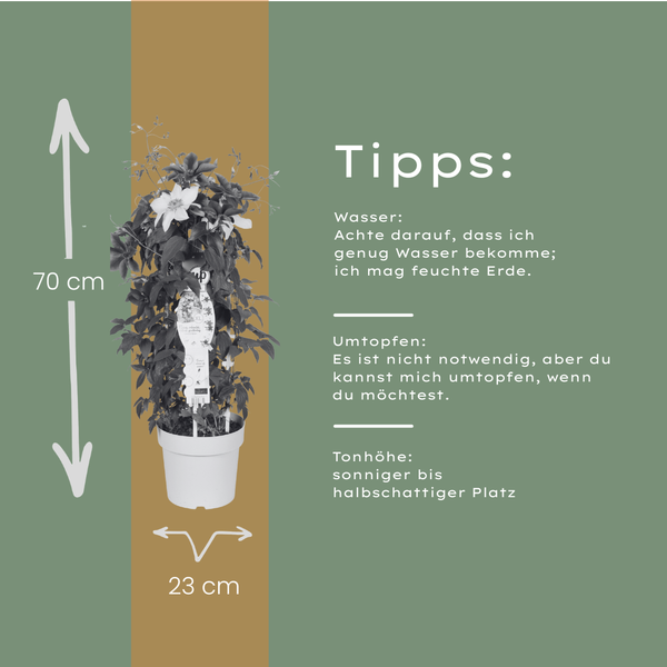 Bosrank - Clematis Double Up Barnadine + Masa - ↕23cm