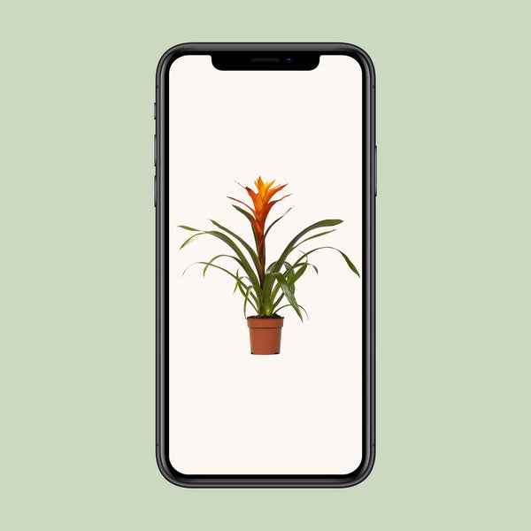 Guzmania Variada - Ø12cm↕50cm