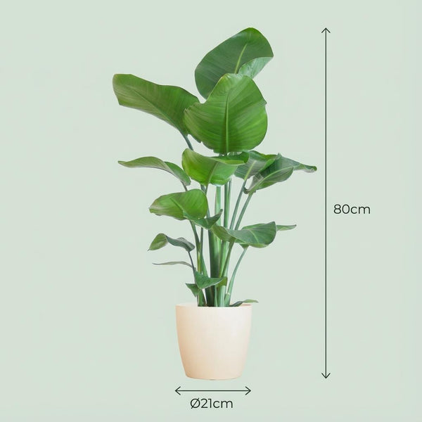 Witte paradijsvogelplant - Strelitzia nicolai - incl. Pot - Wit - Ø21cm - ↕80cm