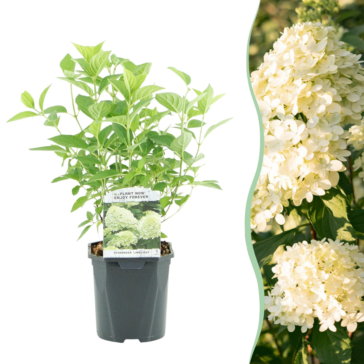 Hortensia - Hydrangea paniculata Limelight - creme wit - Ø17cm - ↕50cm