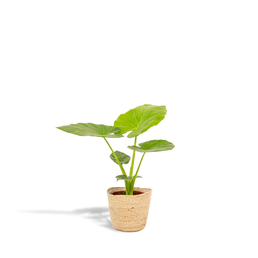 Olifantsoor - Alocasia Macrorrhiza - incl. Mand Selin - Ø19cm - ↕70cm