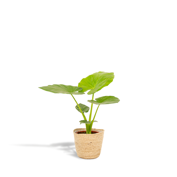 Olifantsoor - Alocasia Macrorrhiza - incl. Mand Selin - Ø19cm - ↕70cm