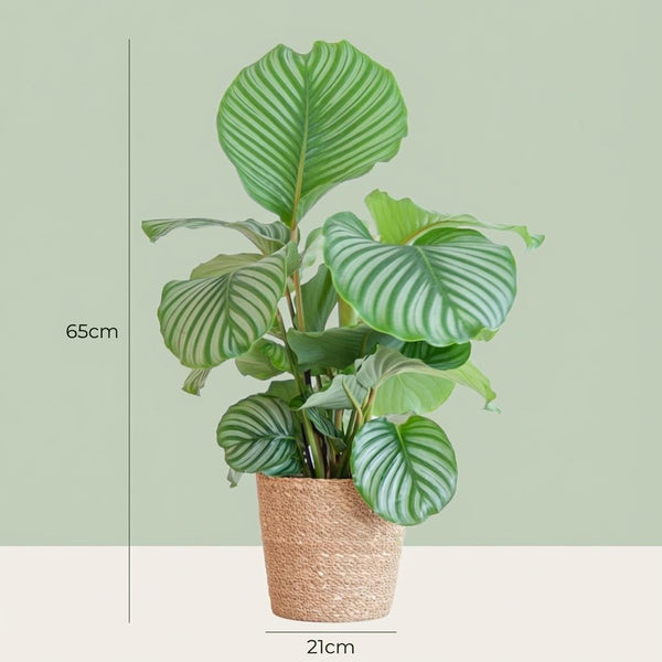 Calathea Orbifolia - incl. Zeegraskorf - Naturel - Ø21cm - ↕65cm