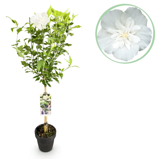 Hibiscus op stam - Hibiscus syriacus 'White Chiffon' - wit - Ø19cm - ↕90cm