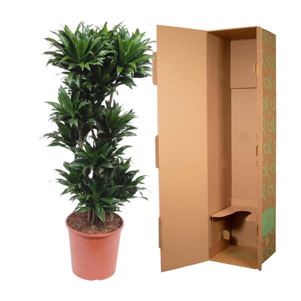 Drakenbloedboom - Dracaena Compacta - Ø30cm - ↕140cm