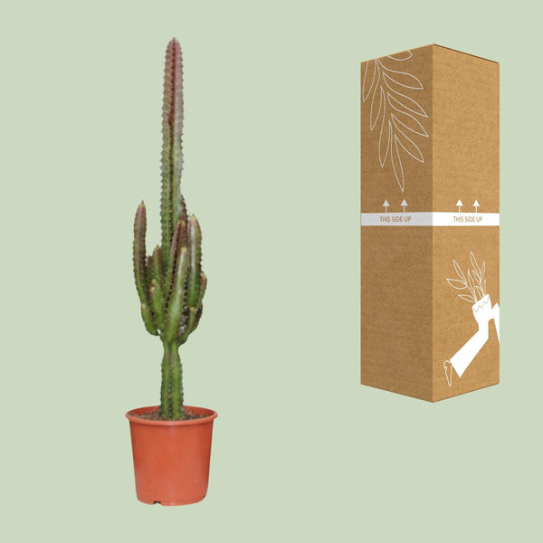 Wolfsmelk - Euphorbia trigona Rubra - Ø17cm - ↕70cm