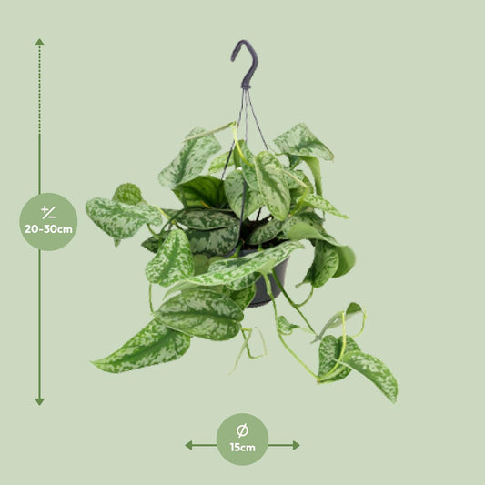 Satijnpothos - Scindapsus pictus 'Trebie' - Ø15cm - ↕25cm