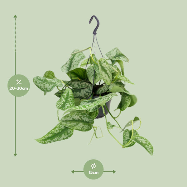 Satijnpothos - Scindapsus pictus 'Trebie' - Ø15cm - ↕25cm