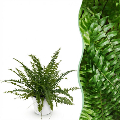 Zwaardvaren - Nephrolepis exaltata 'Green Lady' - incl. sierpot wit - Ø12cm - ↕25cm
