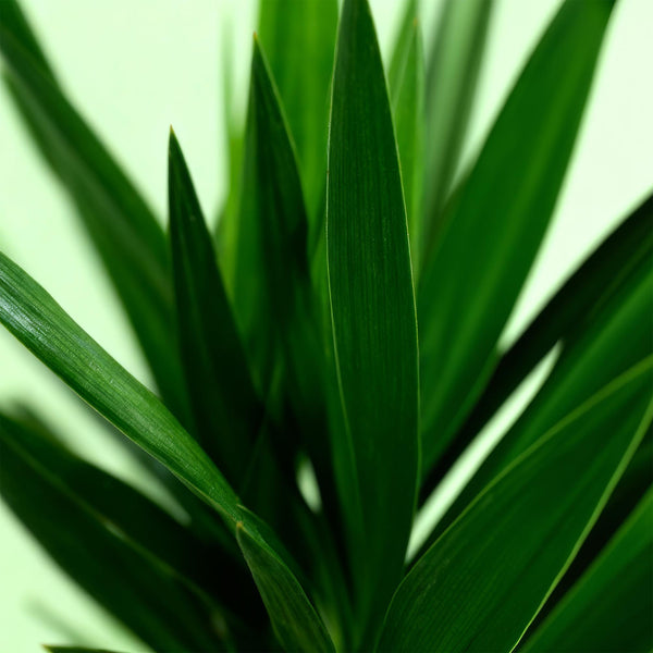 Palmlelie - Yucca elephantipes - Ø19cm - ↕95cm