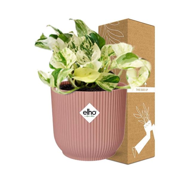 Pothos - Epipremnum pinnatum 'Happy Leaf' - incl. Elho Vibes Fold Roze - ↕14cm
