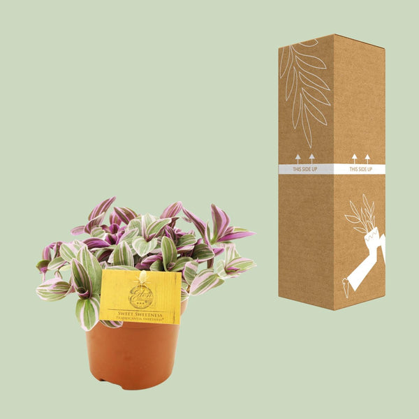 Tradescantia Sweetness - Ø10cm