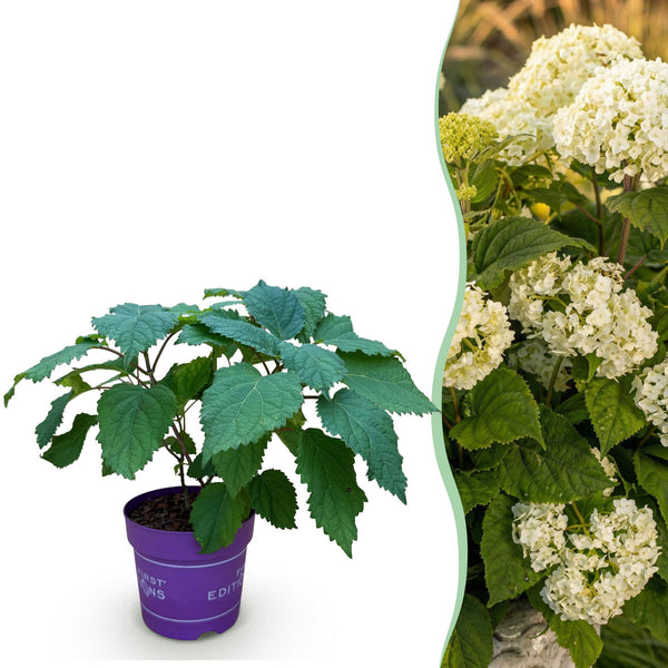 Hortensia - Hydrangea arborescens FlowerWOW - wit - Ø14cm - ↕20-30cm