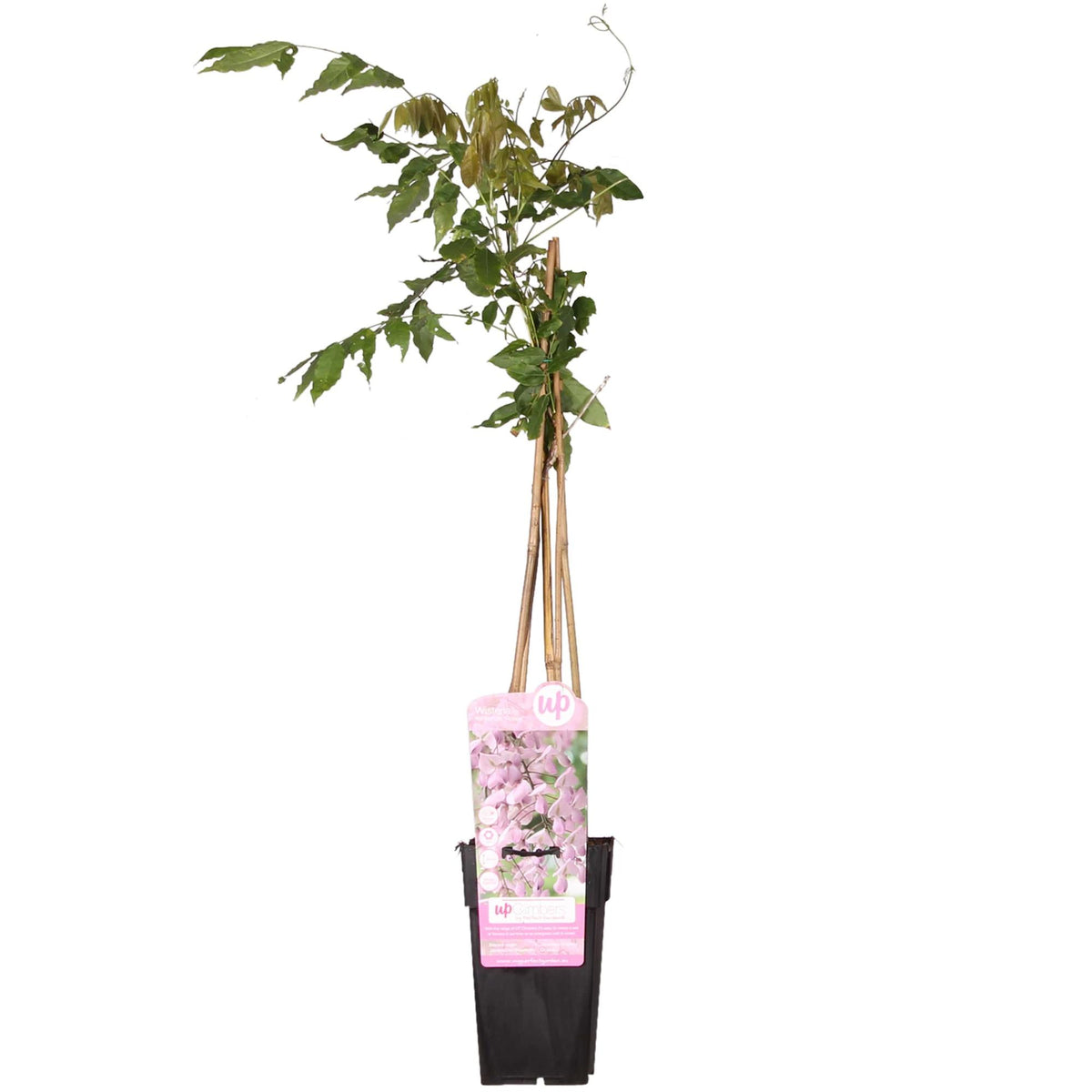 Blauwe regen - Wisteria floribunda 'Rosea' - Ø15cm - ↕65cm