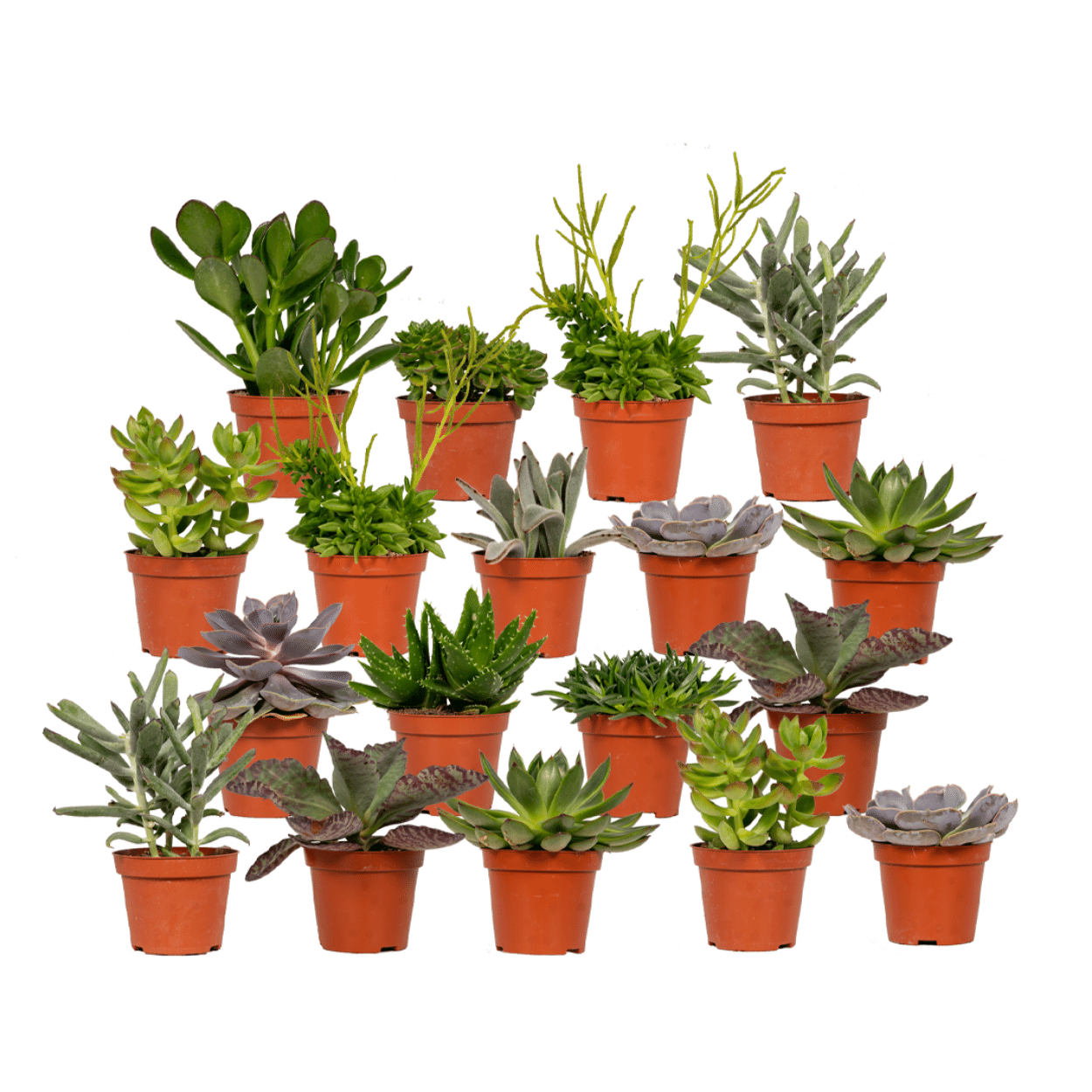 Vetplantenmix - 18 stuks - Ø8,5cm - ↕10cm