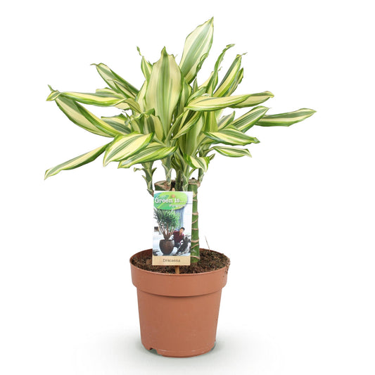 Drakenbloedboom - Dracaena fragrans Diamond Dream - Ø17cm - ↕50-55cm