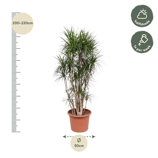 Drakenbloedboom - Dracaena marginata vertakt - Ø40cm - ↕220cm
