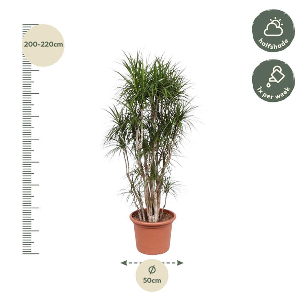 Drakenbloedboom - Dracaena marginata vertakt - Ø40cm - ↕220cm