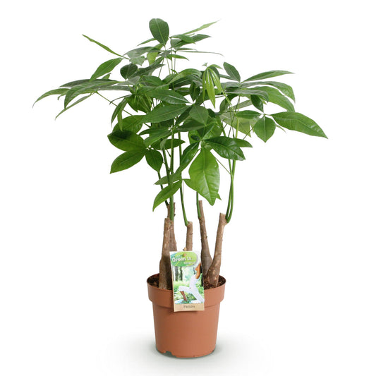 Geldboom - Pachira aquatica multi stam - Ø17cm - ↕50-55cm