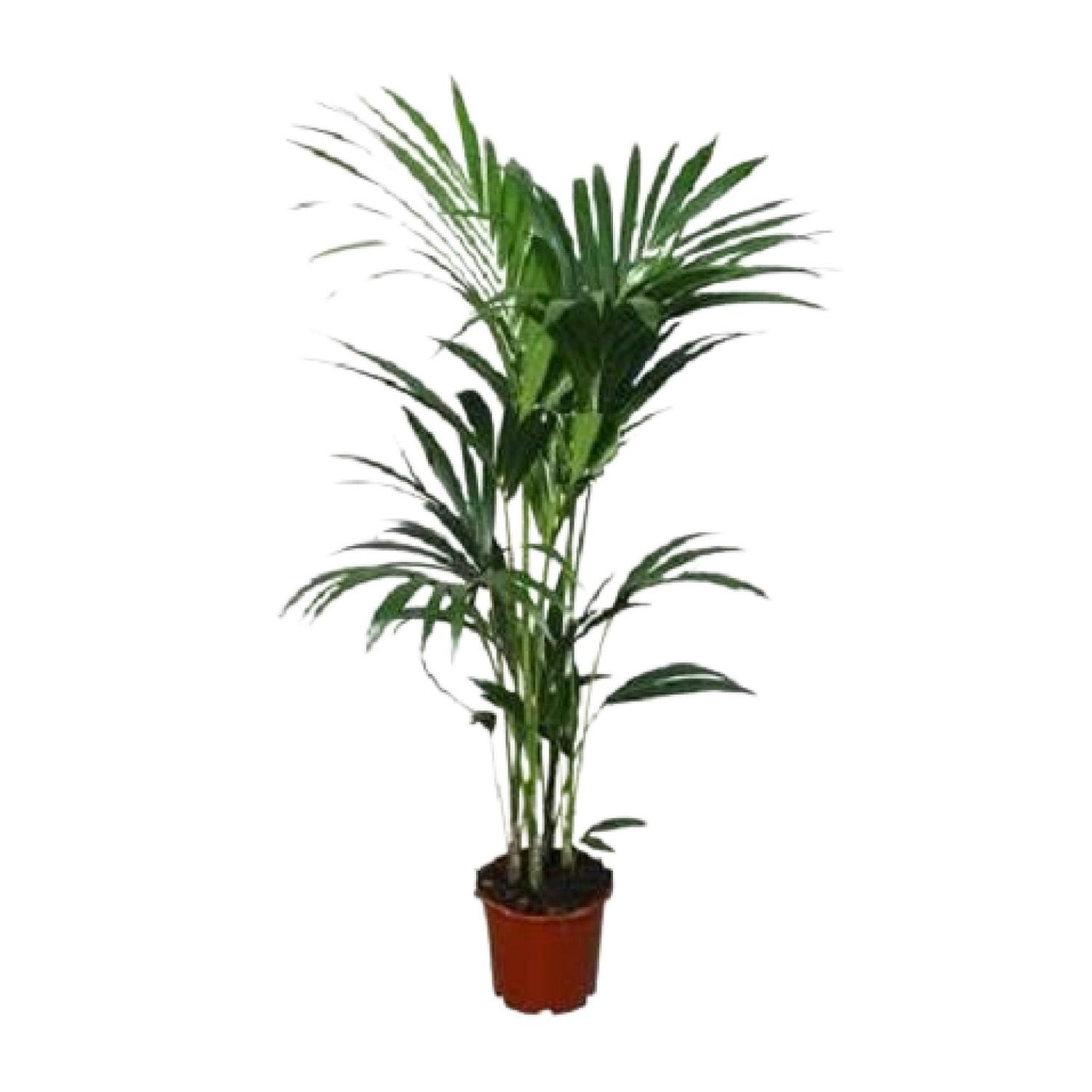 Kentiapalm - Howea forsteriana - Ø24cm - ↕120cm