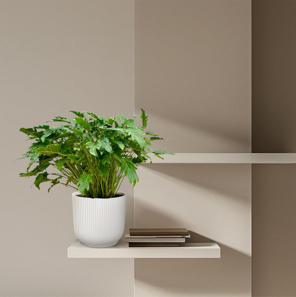 Philodendron Xanadu - Ø30cm - ↕80cm