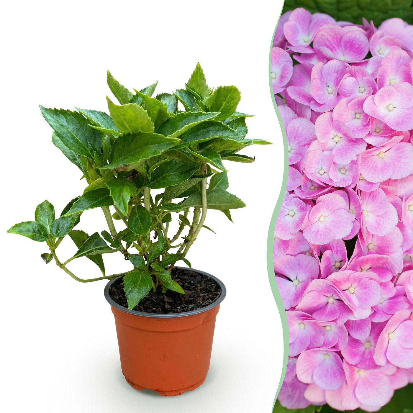 Hortensia - Hydrangea macrophylla Roze - roze - Ø12cm - ↕20-30cm