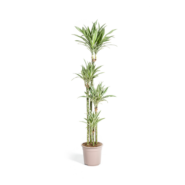 Drakenbloedboom - Dracaena Deremensis White Stripe - Ø27cm - ↕180cm