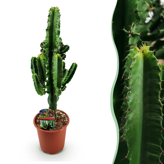 Afrikaanse melkboom - Euphorbia eritrea - Ø17cm - ↕60cm