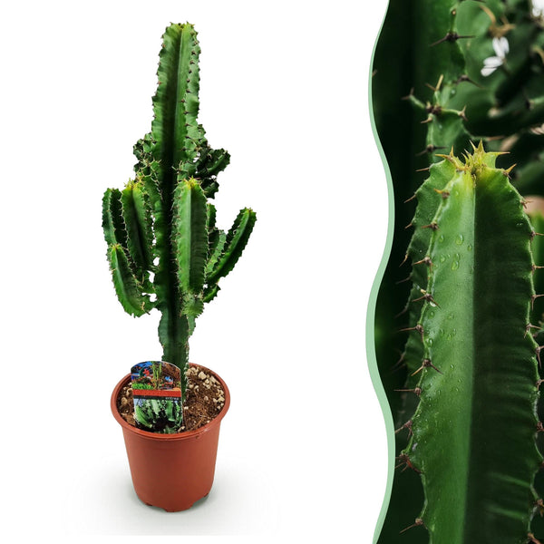 Afrikaanse melkboom - Euphorbia eritrea - Ø17cm - ↕60cm