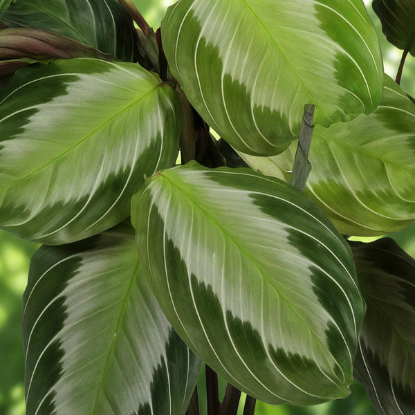 Gebedsplant - Maranta Fascinator Silverband - Ø12cm - ↕25cm